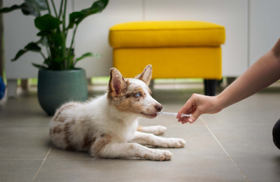 A puppy being fed medicine through a syringe by a vet