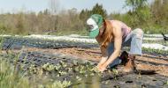 A person planting in a field.